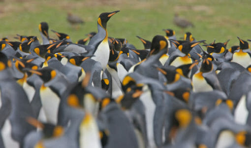 Google Penguin Changes Are Coming: Will Your Site Be Affected?